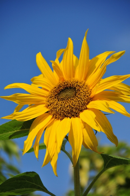 Crecimiento planta cielo sol