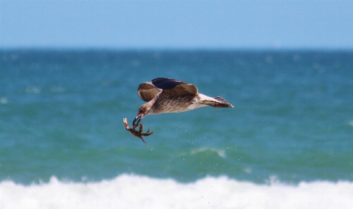 Beach sea coast water Photo