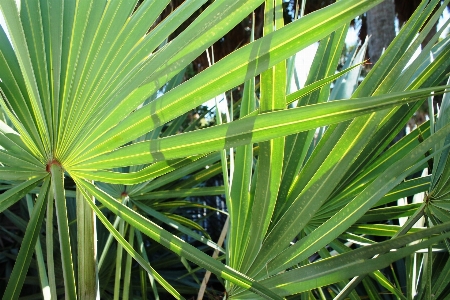 Tree nature grass branch Photo