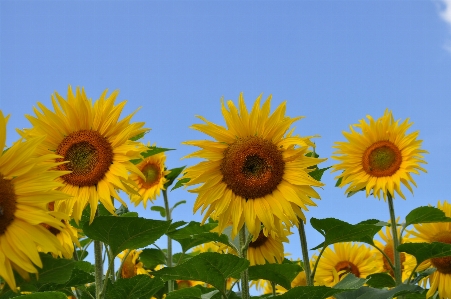 Nature plant field flower Photo