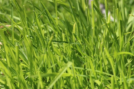 Nature grass structure plant Photo