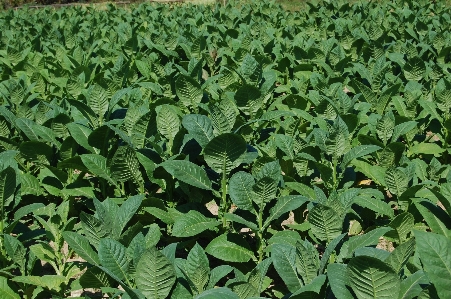 Plant field leaf flower Photo