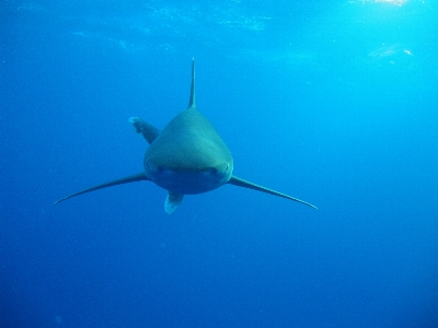 Diving underwater biology fish Photo