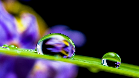 Blossom drop dew plant Photo