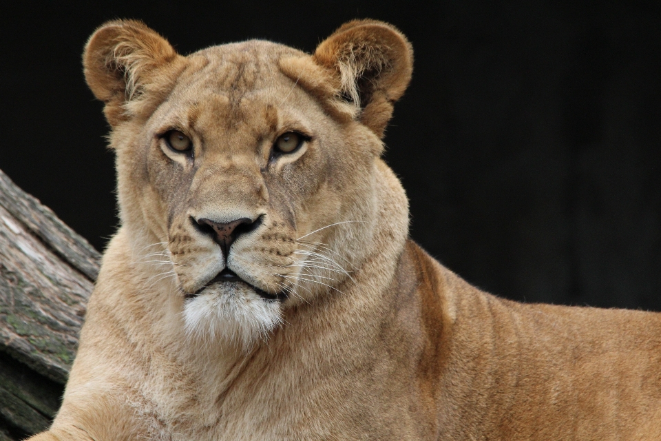 Nature animal faune portrait