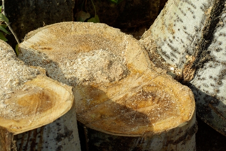 Tree nature wood trunk Photo