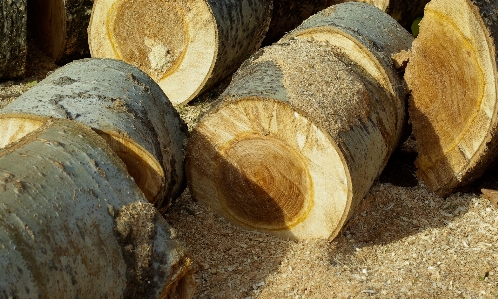 Tree wood trunk food Photo