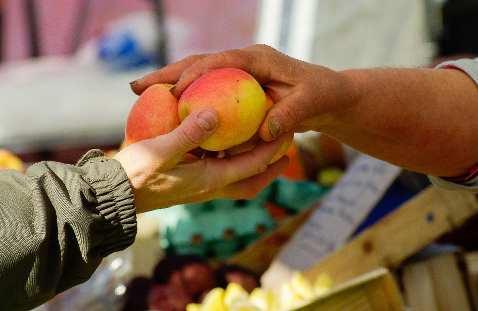 Mano pianta frutta fiore