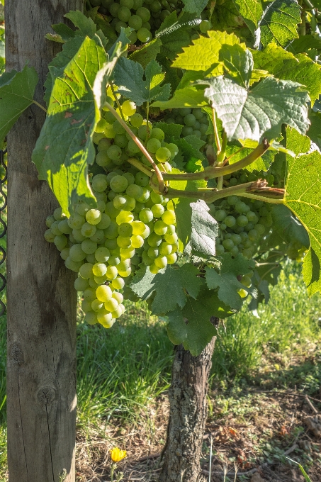 Albero pianta uva vino