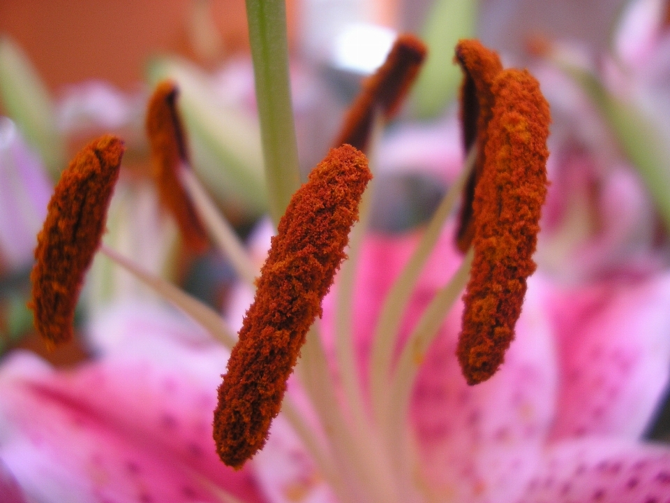 Natur blüte anlage fotografie