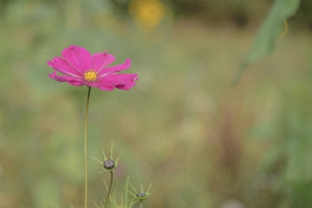 Nature blossom plant meadow Photo