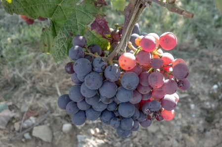 Plant grape wine fruit Photo