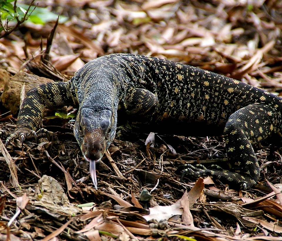 Wald tierwelt reptil fauna