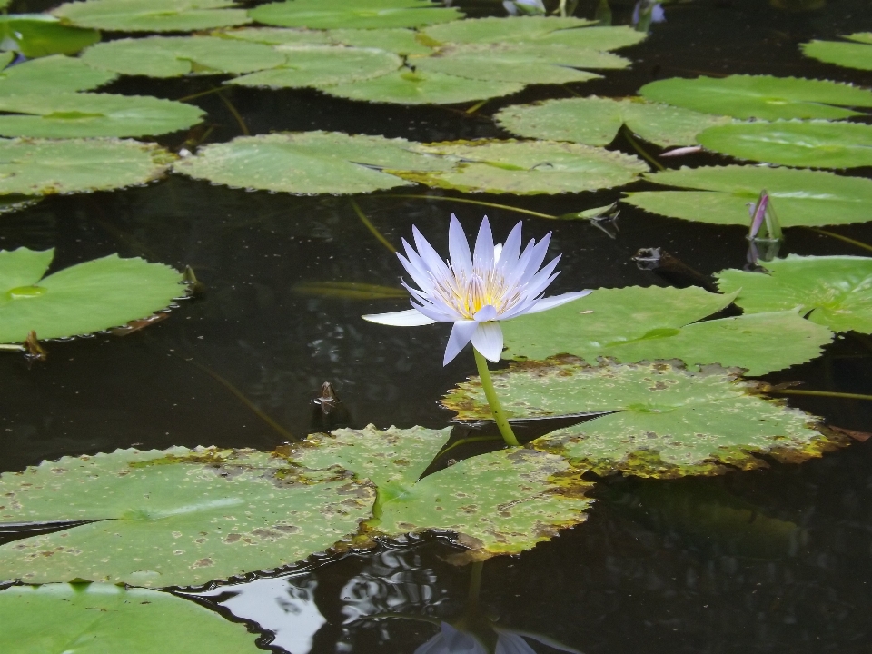 Naturaleza planta hoja flor