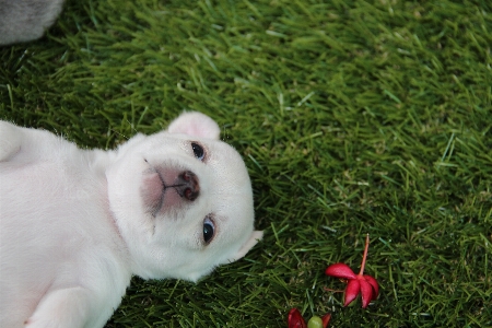 Foto Césped cachorro perro lindo