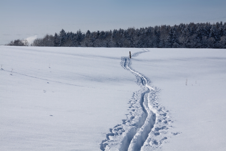 Landscape forest snow winter