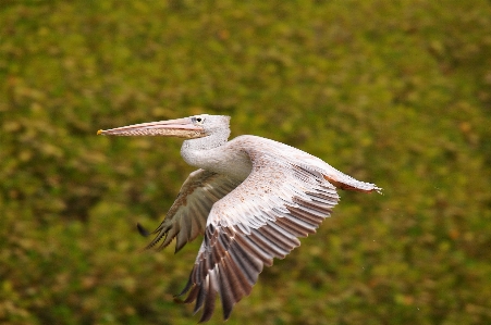 Bird wing animal pelican Photo