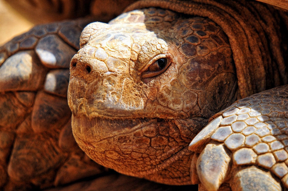 動物 野生動物 アフリカ カメ