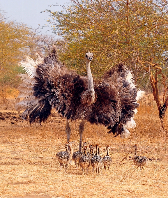 Oiseau animal faune petit