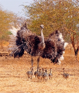 Photo Oiseau animal faune petit