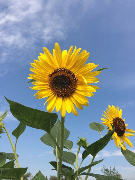 自然 植物 空 分野