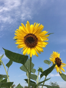 Foto Natureza plantar céu campo