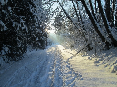 木 森 雪 冬 写真