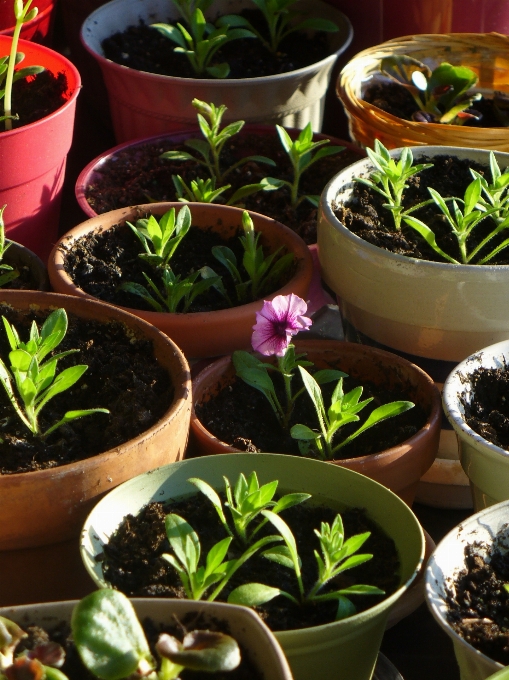 植物 叶子 花 锅