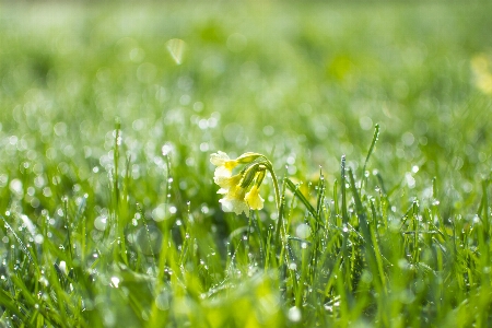 Water nature grass dew Photo