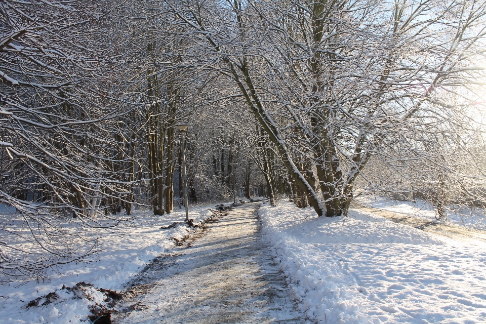 Paysage arbre forêt bifurquer