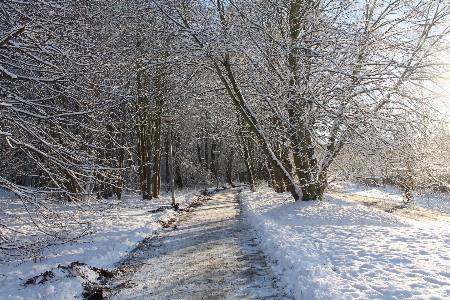 Landscape tree forest branch Photo