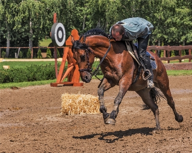 Foto Animale cavaliere cavallo equitazione
