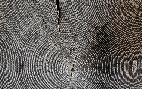 Tree structure wood grain Photo