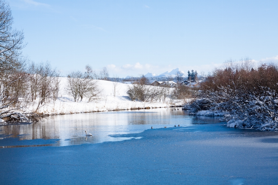 Tree water snow winter