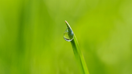 Foto água grama gotícula derrubar