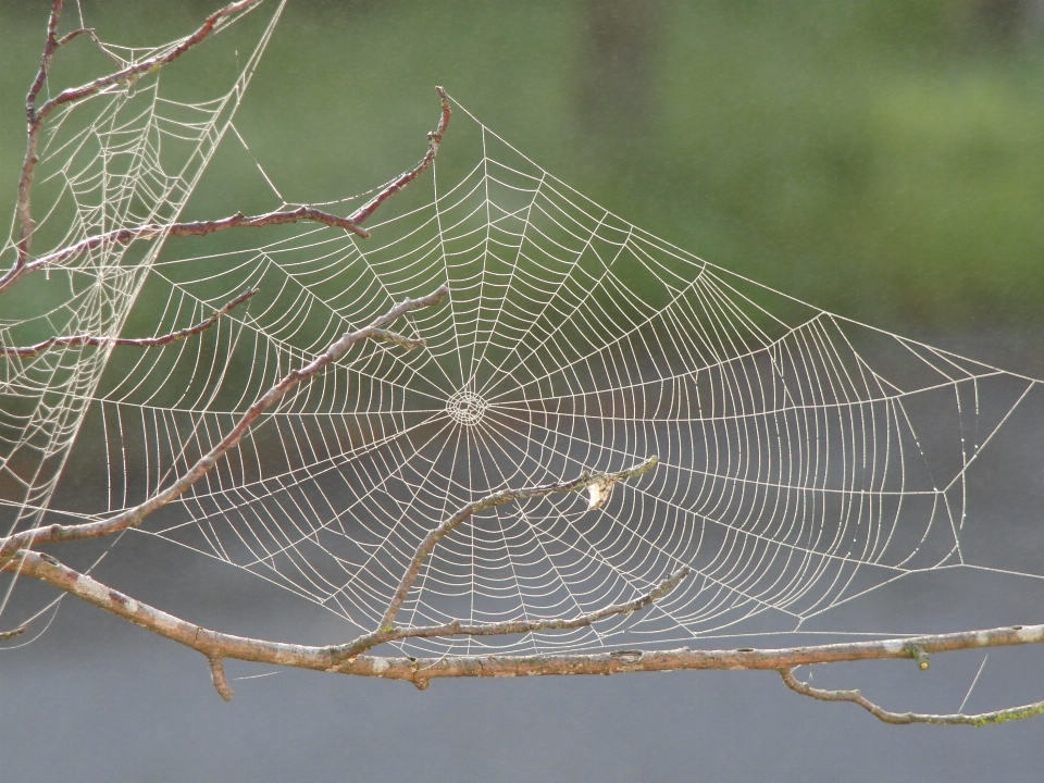 Dew wing spiderweb pattern