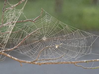 Dew wing spiderweb pattern Photo