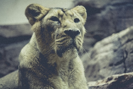 Bear wildlife zoo cat Photo