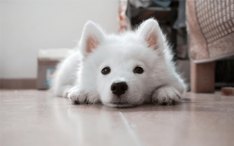 White puppy dog mammal Photo