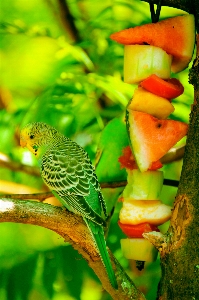 Branch bird plant leaf Photo