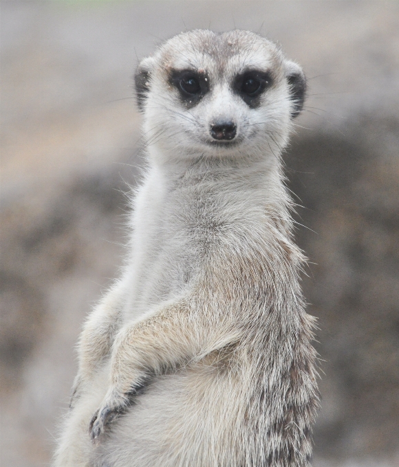 Wildlife zoo fur portrait