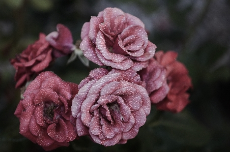 水 自然 花 落とす 写真