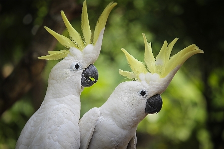 Foto Alam burung sayap putih