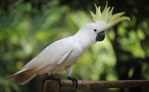 Foto Naturaleza pájaro ala blanco