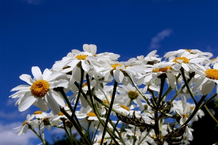 Nature branch blossom plant Photo