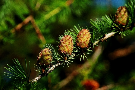 Tree nature branch plant Photo