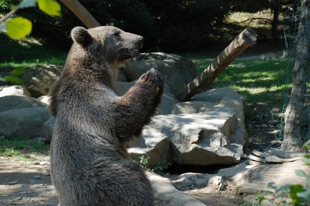 Bear wildlife wild zoo Photo