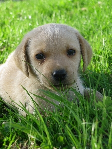 Grass puppy dog animal Photo