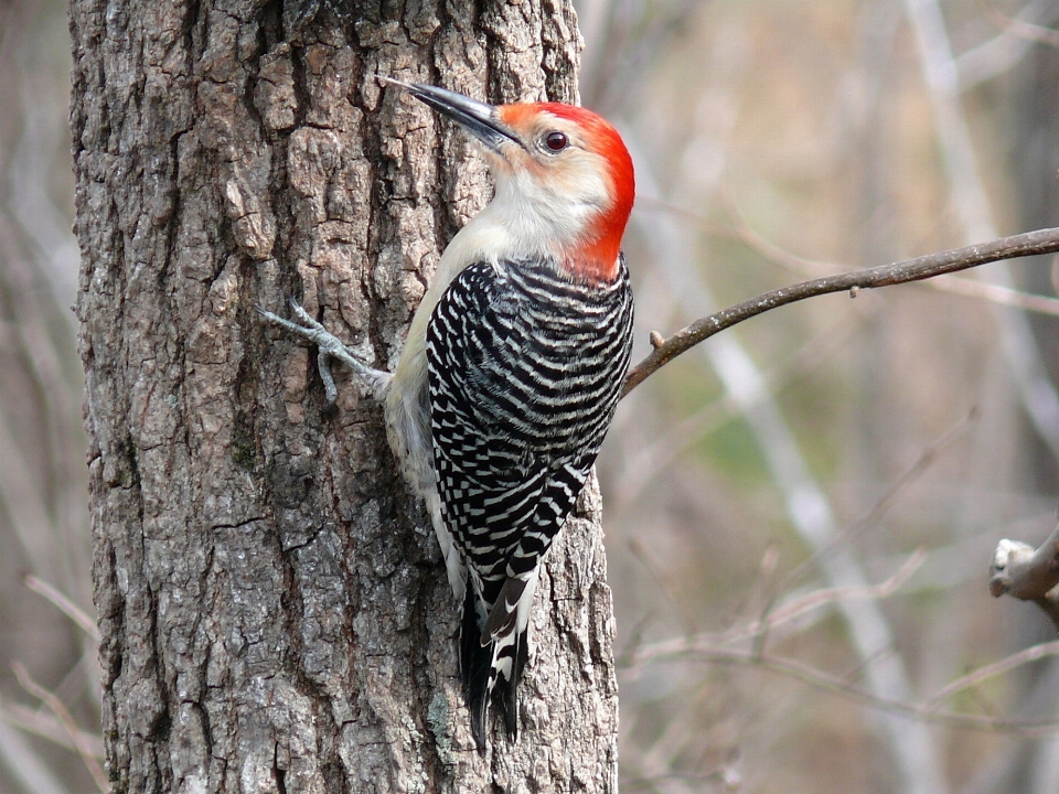 Tree branch bird trunk