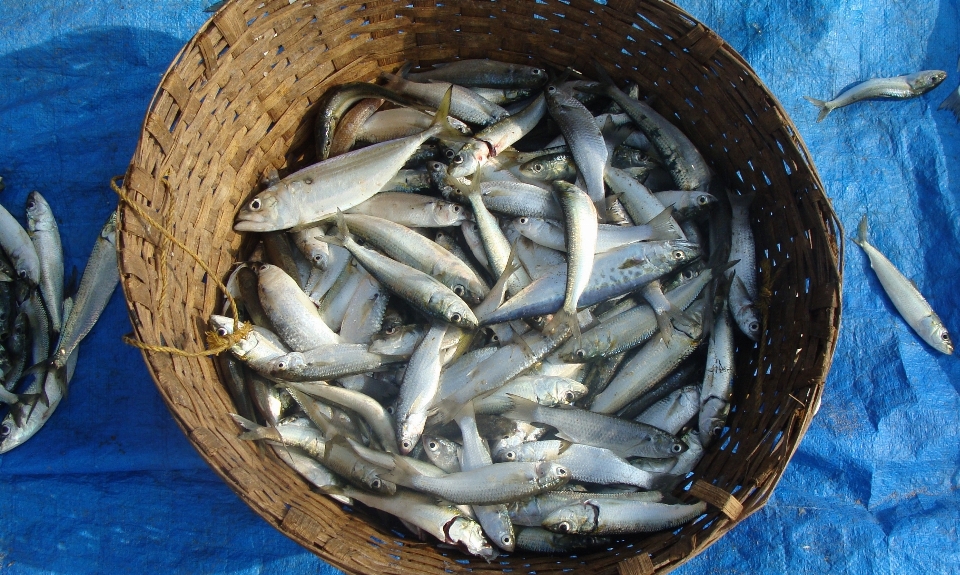 海滩 海 动物 食物